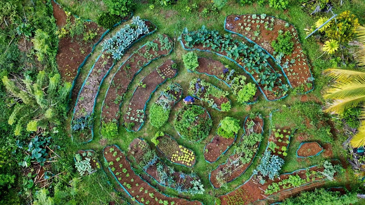 A lush, diverse permaculture food forest in a rural Kenyan setting. The image shows a multi-layered garden with various crops like bananas, leafy greens, and climbing beans growing together in a self-sustaining ecosystem.